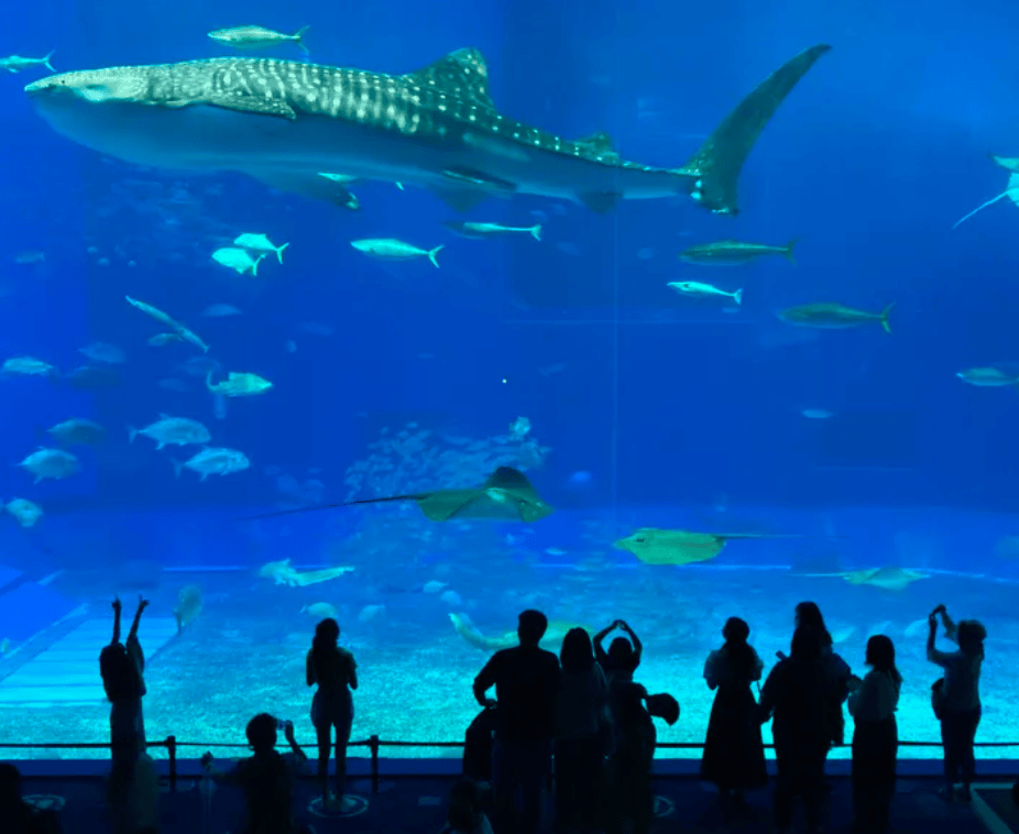 【沖繩親子遊｜1. 沖繩美麗海水族館】
